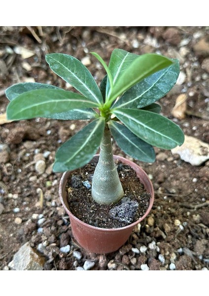 Berke Fidancılık 5.5 Luk Saksıda Sarı Kırmızı Adenium Çöl Gülü Çiçeği Fidanı