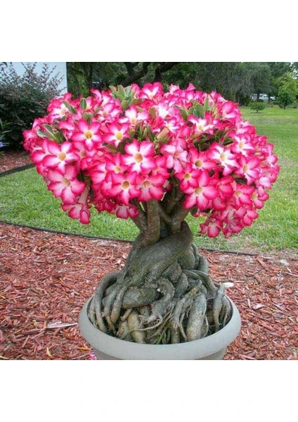 Berke Fidancılık 5.5 Luk Saksıda Adenium Çöl Gülü Çiçeği Fidanı