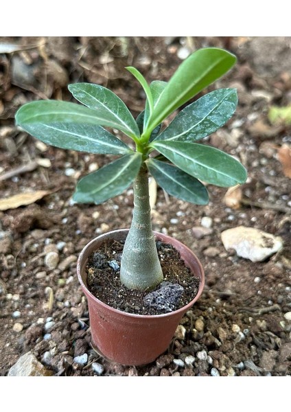 Berke Fidancılık 5.5 Luk Saksıda Adenium Çöl Gülü Çiçeği Fidanı