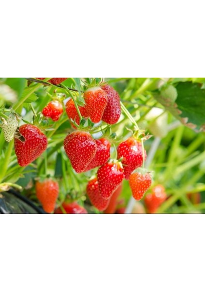 200 Adet Tohum Saksılık Organik Çilek Tohumu Yeni Hasat Saksı Toprakhediye fiyatları