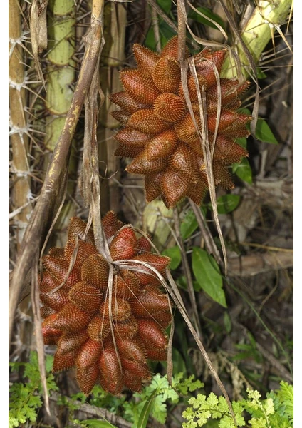 Yavuz Fidancılık Snake Fruit Fidanı 1 Yaş 25 cm