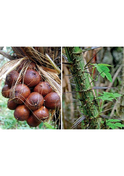 Yavuz Fidancılık Snake Fruit Fidanı 1 Yaş 25 cm