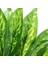 Yapay Aglaonema Demeti 50 cm 2