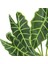 Yapay Alocasia Demeti 65 cm 2