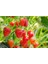 200 Adet Tohum Saksılık Organik Çilek Tohumu Yeni Hasat Saksı Toprakhediye 2