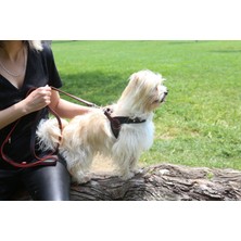 Ban Dog Style Karain Collection Deri Köpek Gezdirme Tasması