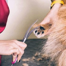 Qixun 6 Inç Pet Bakım Köpek Saç Makas Seti (Yurt Dışından)