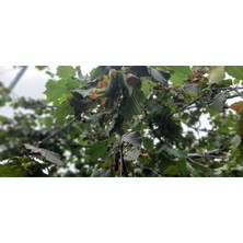 Kolukisa Tarim Fındık(Çerezlik/sütfındık) 5 kg