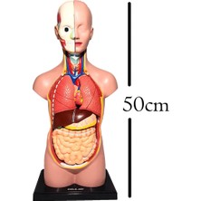 Zürih Ticaret Insan Vücudu Maketi Büyük Boy 50 cm