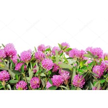 Medeniyet Baharat Kırmızı Yonca Kızıl Yonca Red Clover Bitki Çayı