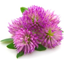 Medeniyet Baharat Kırmızı Yonca Kızıl Yonca Red Clover Bitki Çayı