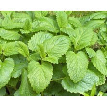 Morlalem Melisa Oğul Otu Fidesi Fidanı, Limon Kokulu Melissa Officinalis, Balkon Teras Bahçe Seraya uygundur