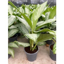 Fidan Paketim Aglonema Silver Çiçeği 30-40 cm