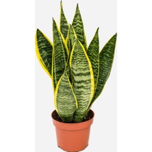 Fidan Paketim Fidan Sepetim Bodur Paşa Kılıcı Çiçeği Sanseveria 25-30 cm