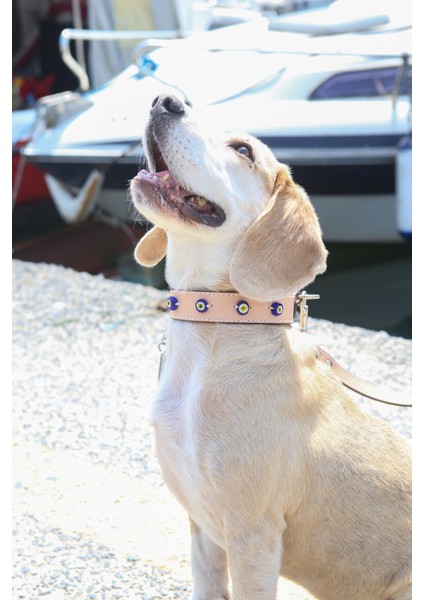 Patara Collection Deri Köpek Boyun Tasması