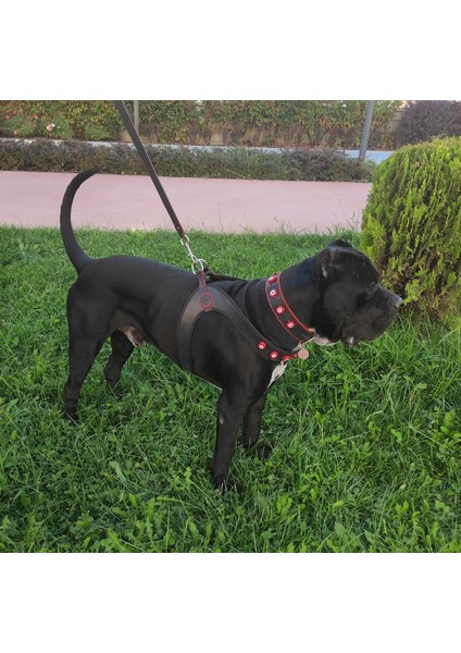 Karain Collection Deri Köpek Gezdirme Tasması