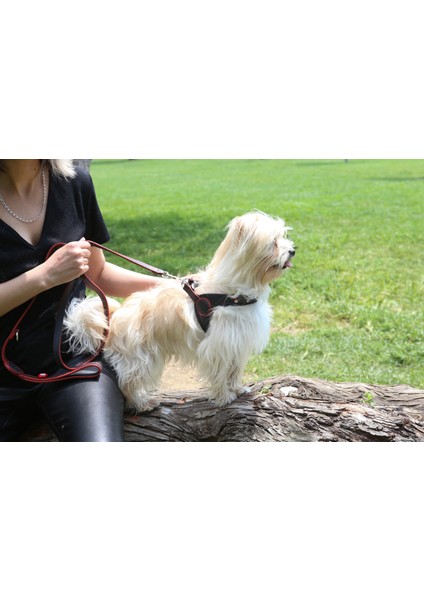 Karain Collection Deri Köpek Gezdirme Tasması