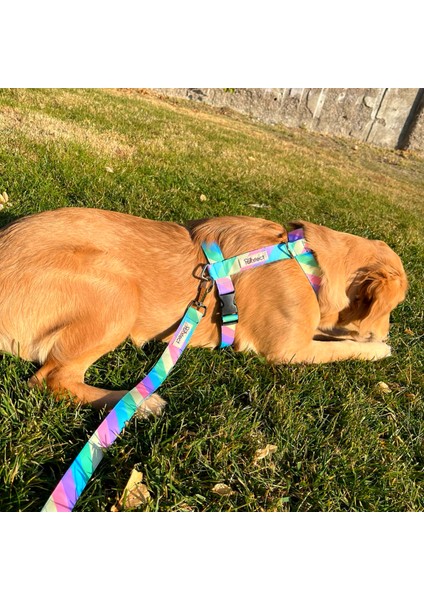 Rainbow H-Tipi Köpek Tasma Seti