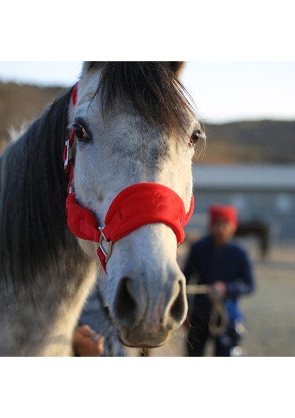 Rahat Cob Cob Horse Halter Kafa Yaka Kayışı At Yarışı Kararlı Ekipman (Yurt Dışından)