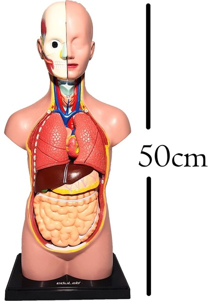 Insan Vücudu Maketi Büyük Boy 50 cm