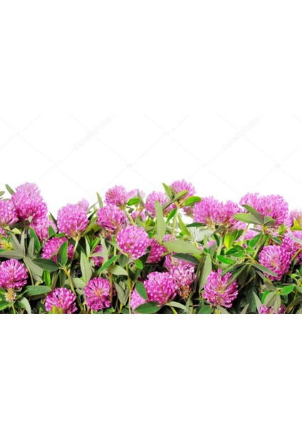 Kırmızı Yonca Kızıl Yonca Red Clover Bitki Çayı