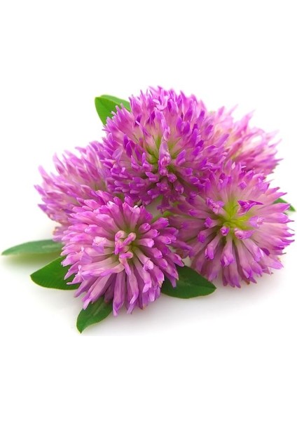 Kırmızı Yonca Kızıl Yonca Red Clover Bitki Çayı