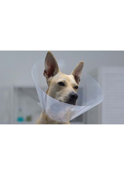 Greenpet Köpek Boyunluk 20 cm 0.8 mm