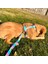 Rainbow H-Tipi Köpek Tasma Seti 2