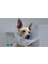 Greenpet Köpek Boyunluk 20 cm 0.8 mm 1