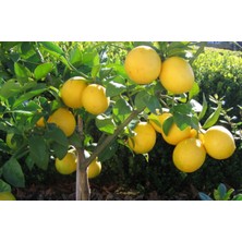 Kardeşler Fi̇dancılık Yediveren Limon Fidanı