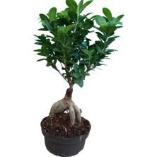 Bitki Tasarımı Bonsai Orta Boy