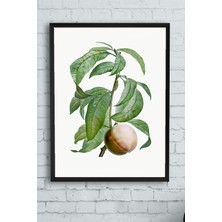 Postermanya Şeftali Mutfak Çerçeveli Tablo  21 x 30 cm
