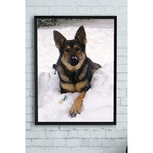 Postermanya Kurt Köpeği Hayvan Çerçeveli Tablo  21 x 30 cm