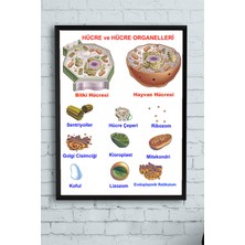 Postermanya Hücre Eğitim Çerçeveli Tablo  21 x 30 cm