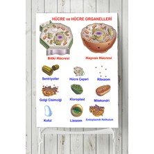 Postermanya Hücre Eğitim Posteri  40 x 60 cm