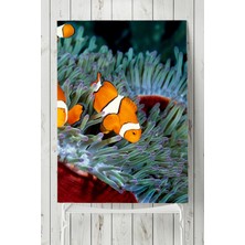 Postermanya Balık Hayvan Posteri  40 x 60 cm