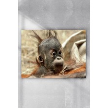 Postermanya Yavru Maymun Eğlenceli Mizahi Poster  40 x 60 cm