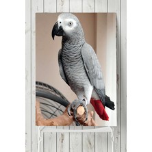 Postermanya Papağan Hayvan Posteri  40 x 60 cm