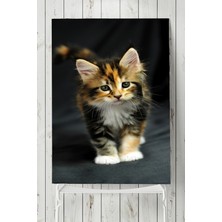 Postermanya Kedi Hayvan Posteri  40 x 60 cm