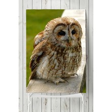 Postermanya Baykuş Hayvan Posteri  40 x 60 cm