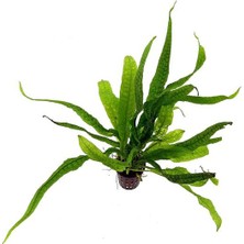 Akvaryum Bitkileri Microsorium Pteropus Philippine Saksı Canlı Bitki