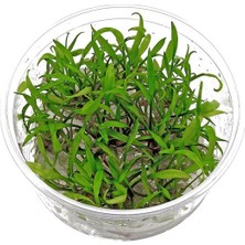 Akvaryum Bitkileri Cryptocoryne Parva Cup Canlı Bitki