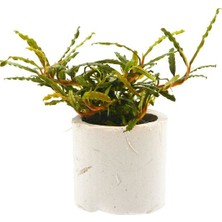 Akvaryum Bitkileri Bucephalandra Micro Belindae Saksı Canlı Bitki