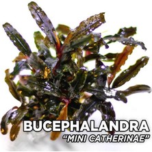 Akvaryum Bitkileri Bucephalandra Mini Catherine Saksı Canlı Bitki