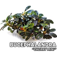 Akvaryum Bitkileri Bucephalandra Cherry Saksı Canlı Bitki