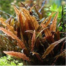 Akvaryum Bitkileri Cryptocoryne Wendtii Brown Saksı Canlı Bitki