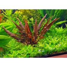 Akvaryum Bitkileri Cryptocoryne Wendtii Brown Saksı Canlı Bitki