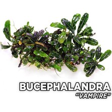 Akvaryum Bitkileri Bucephalandra Vampire Saksı Canlı Bitki
