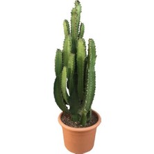 Armenbotanik Büyük Boy Euphorbia Acrurensis
