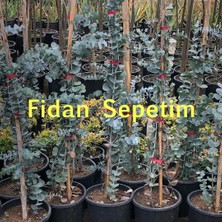 Fidan Sepetim Eucalyptus Cinerea Silver Dollar Bodur Okaliptus Fidanı